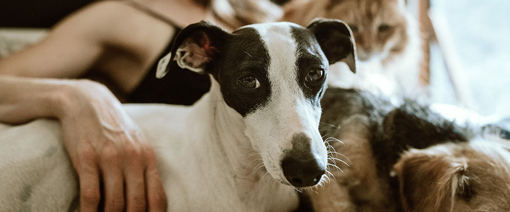 A dog with owner's arm around with cat in background JSL Blog